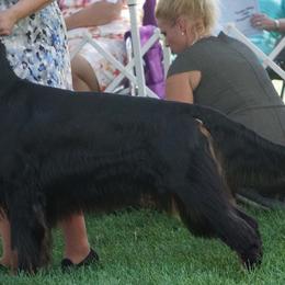 Gordon Setters from Raritan Gordon Setters