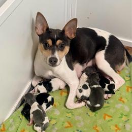 Stella - Rat Terrier