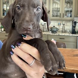 Colt - Liver male German Shorthaired Pointer puppy in San Antonio, Texas from Alvarado Farm Kennels, LLC
