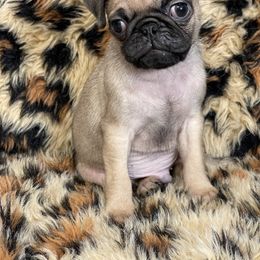 Chinese Crested and Pug Puppies from Puddles Palace Puppies