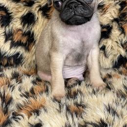 Chinese Crested and Pug Puppies from Puddles Palace Puppies