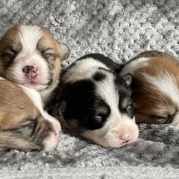Pembroke Welsh Corgis from Rockin A Farms