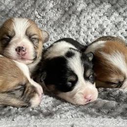 Pembroke Welsh Corgis from Rockin A Farms