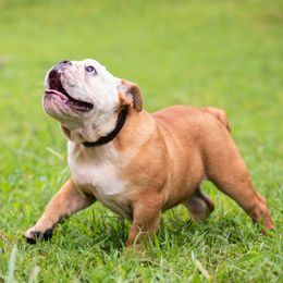Bulldog Puppies from Brandywine Bulldogs
