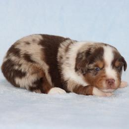 Houston - Red merle male Miniature Australian Shepherd puppy in Circleville, Utah from Canyon Creek Aussies