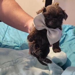 Keenko - Lilac male Shih Tzu puppy in Newport, Arkansas from Gina's Lil Zues and Yorkies Kennel