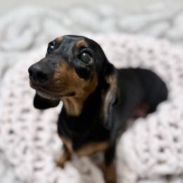 Bailey May - Dachshund