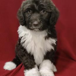 Portuguese Water Dog Puppies from Prized Family Porties
