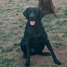 Ruger - Labrador Retriever