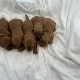 Golden Retriever Puppies from Beach Cities Golden Retrievers