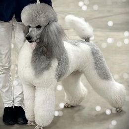 Poodle puppies from Wagnarok Poodles