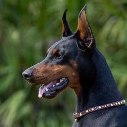 Jetta - Doberman Pinscher