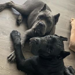 Cane Corso from Forbidden Fruits Cane Corso