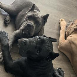 Cane Corso from Forbidden Fruits Cane Corso