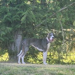 Faith - Great Dane