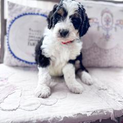 Australian Mountain Doodle and Bernedoodle Puppies from Country Creek Doodles