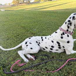 Dalmatian puppies from Renov Dalmatian Plantation