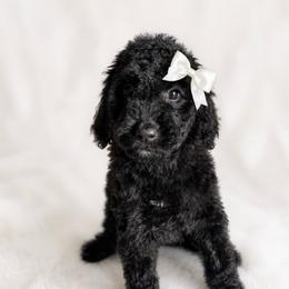 White collar - Black female Goldendoodle puppy in Christiana, Tennessee from Rechlicz Family Doodles