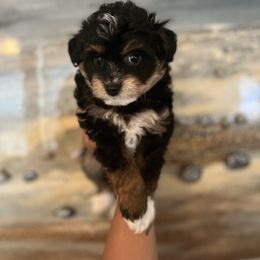 Morris - Black tri-color male Aussiedoodle puppy in Humble, Texas from DoodlePuppiesTX