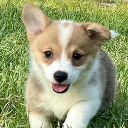 Pembroke Welsh Corgi Puppies from Pembroke Welsh Corgis at Belle Haven