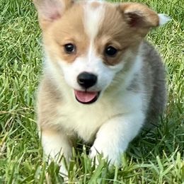 Pembroke Welsh Corgi Puppies from Pembroke Welsh Corgis at Belle Haven