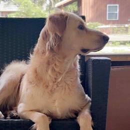 Guss - Goldendoodle