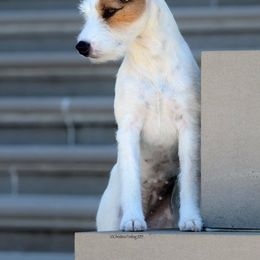 Parson Russell Terriers from Ardsley Run Terriers