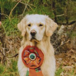 Golden Retrievers from Goldiggers Golden Retrievers