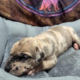 Loreth - Harlequin female Great Dane puppy in Citra, Florida from AEW Farm