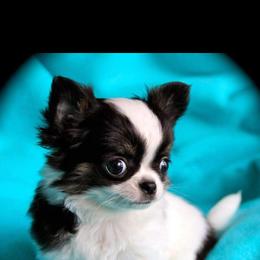Chihuahua Puppies from Cane River Chihuahuas