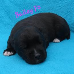 Bailey Female 2 - Black female Siberian Husky puppy in Hiawassee, Georgia from Chastains Huskies