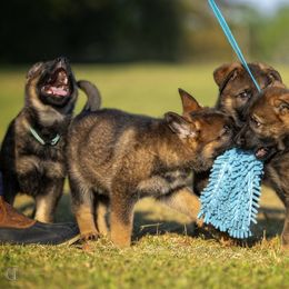 German Shepherd Puppies from Sommerfeld German Shepherds