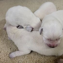 Andy - Yellow male Labrador Retriever puppy in Middleburg, Pennsylvania from Countrylanes labs