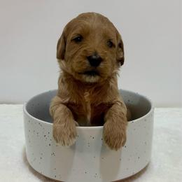 Marina - Apricot female Goldendoodle puppy in Kenansville, North Carolina from J+A Family Doodles