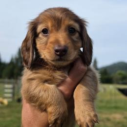 Wolfie - Red male Dachshund puppy in Grants Pass, Oregon from Redwood Dachshunds