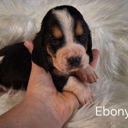 Ebony - Black brown and white female Basset Hound puppy in Mack's Creek, Missouri from Mack's Creek Basset Hounds