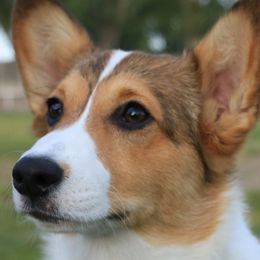 Pembroke Welsh Corgis from Starkey's Corgis