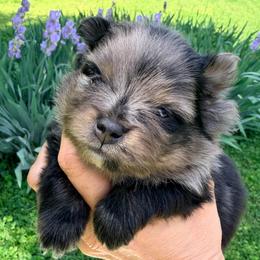 Jelly Bean - Blue merle male Pomeranian puppy in Clarksville, Tennessee from Bee Mine Maltipoos and Pomeranians