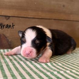 Grant - Black tri-color male Australian Shepherd puppy in Kearney, Nebraska from Helix Aussies