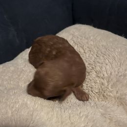 Ruby - Red  female Poodle puppy in Sherman, Texas from Ruth’s Poodles