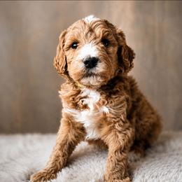 Maple - Yellow and white male Bernedoodle puppy in Ashton, Idaho from Kerr Kanine Ranch