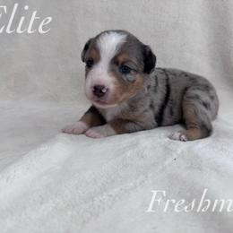 Freshman - Blue merle female Miniature Australian Shepherd puppy in Corpus Christi, Texas from Elite Miniature Australian Shepherds