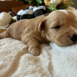 Scrabble - Wheaten male Miniature Schnauzer puppy in Menifee, California from Moonshine’s Minis