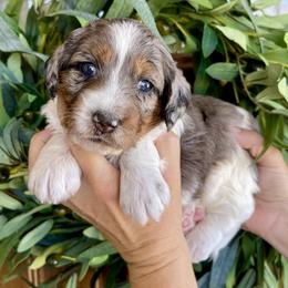 Lilo - Blue merle female Bernedoodle puppy in Superior, Arizona from Mountain Bridge Doodles