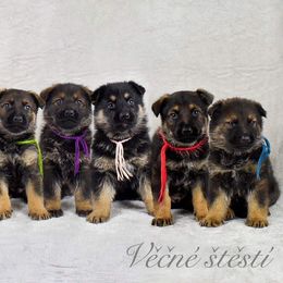 German Shepherd Puppies from Vecne Stesti German Shepherd Dogs