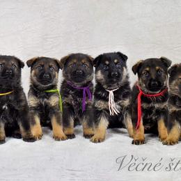 German Shepherd Puppies from Vecne Stesti German Shepherd Dogs