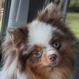 Charlie - Pomeranian