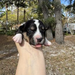Handsome - Black and white male Cardigan Welsh Corgi puppy in Wekiwa Springs, Florida from It is Corgiland
