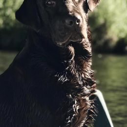Labrador Retrievers from CC’s Oak Hill English Labrador