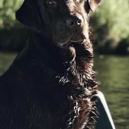 Labrador Retrievers from CC’s Oak Hill English Labrador